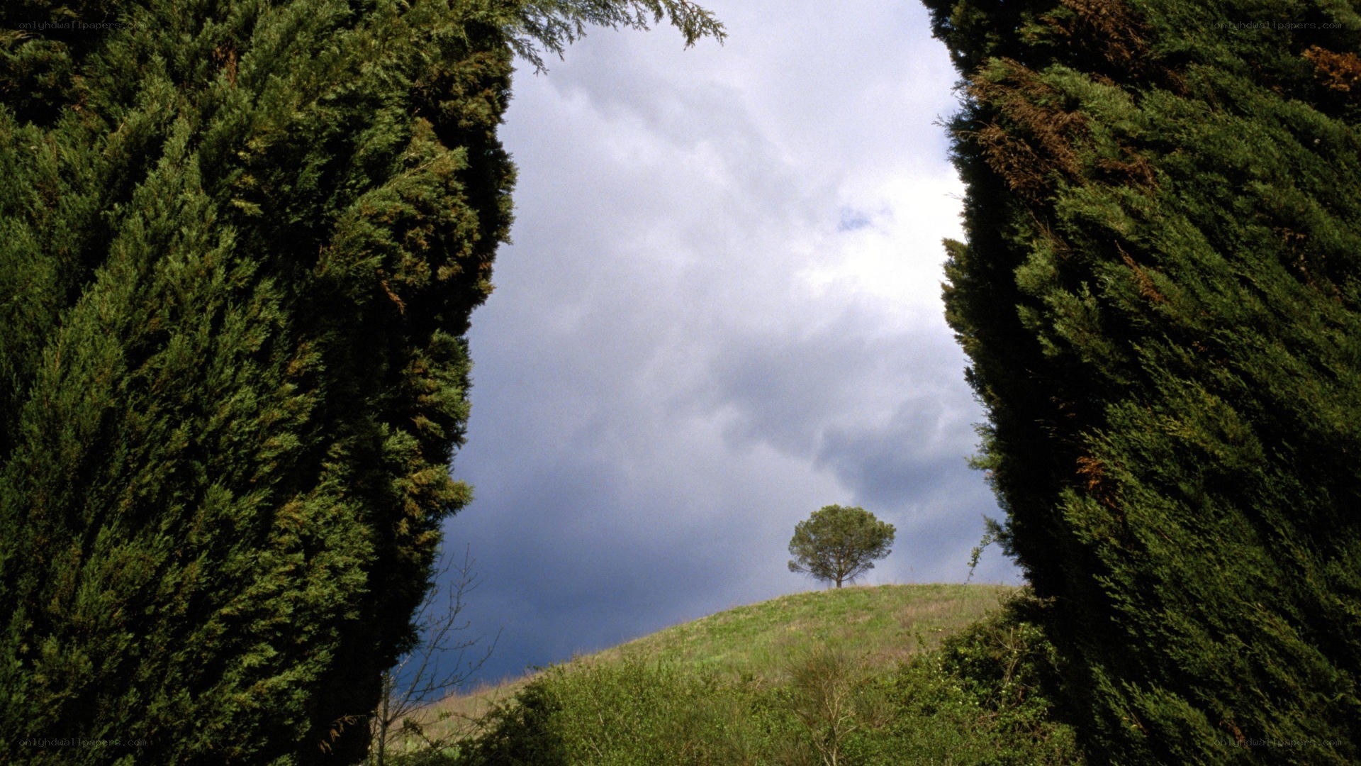 Cypress trees frame lone tree