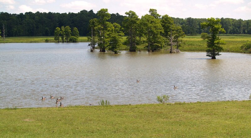 Cypress trees in a flooded wetland