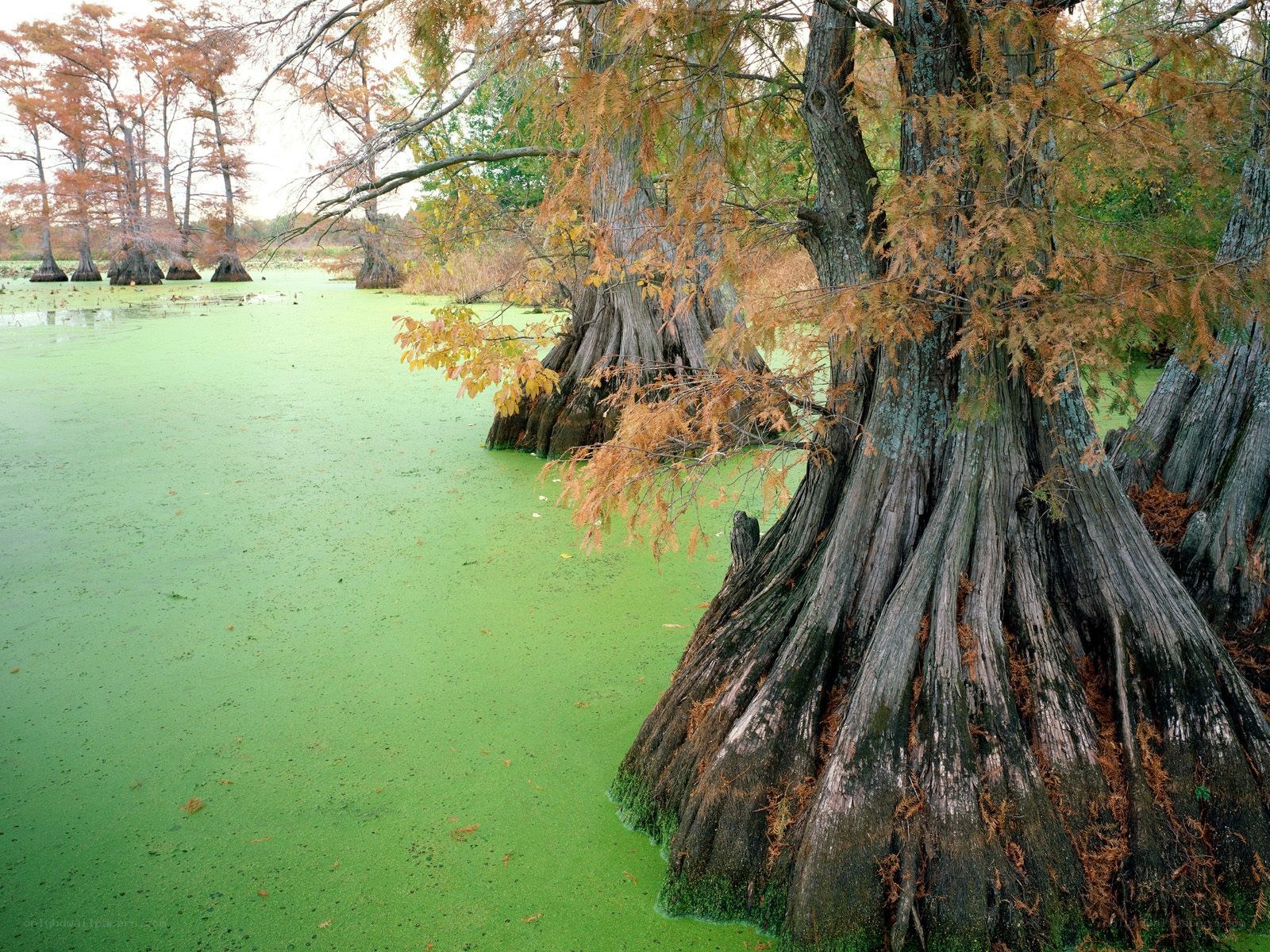 Cypress trees in a green swamp