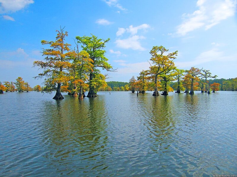 Cypress trees in a swamp