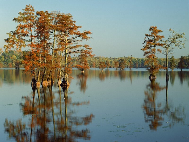 Cypress trees in a swamp