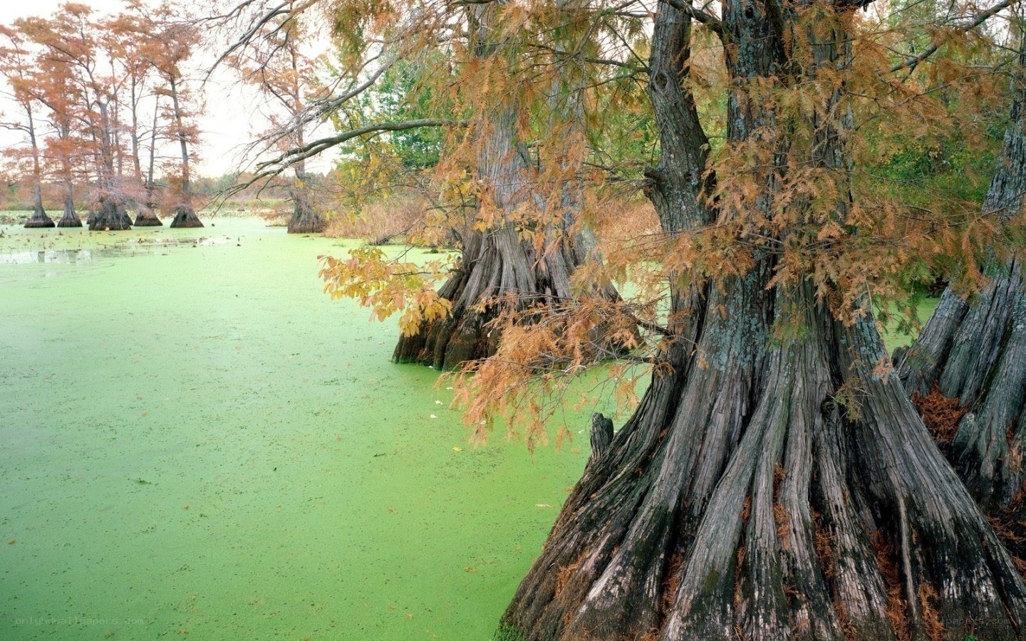 Cypress trees in a swamp