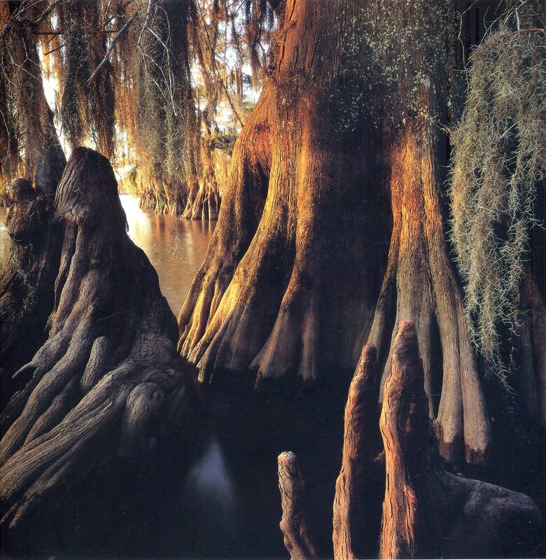 Cypress trees in a swamp