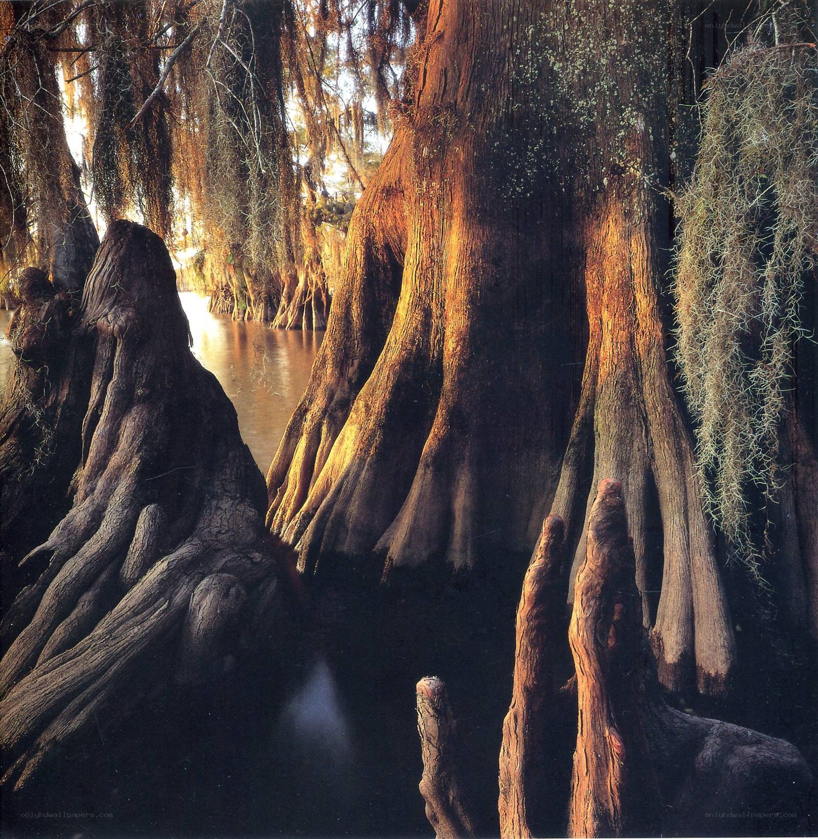 Cypress trees in a swamp