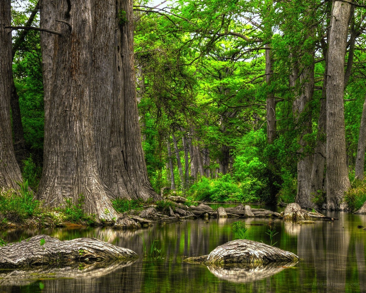Cypress trees in a swamp