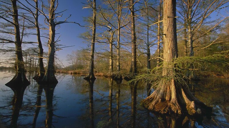Cypress trees in a swamp