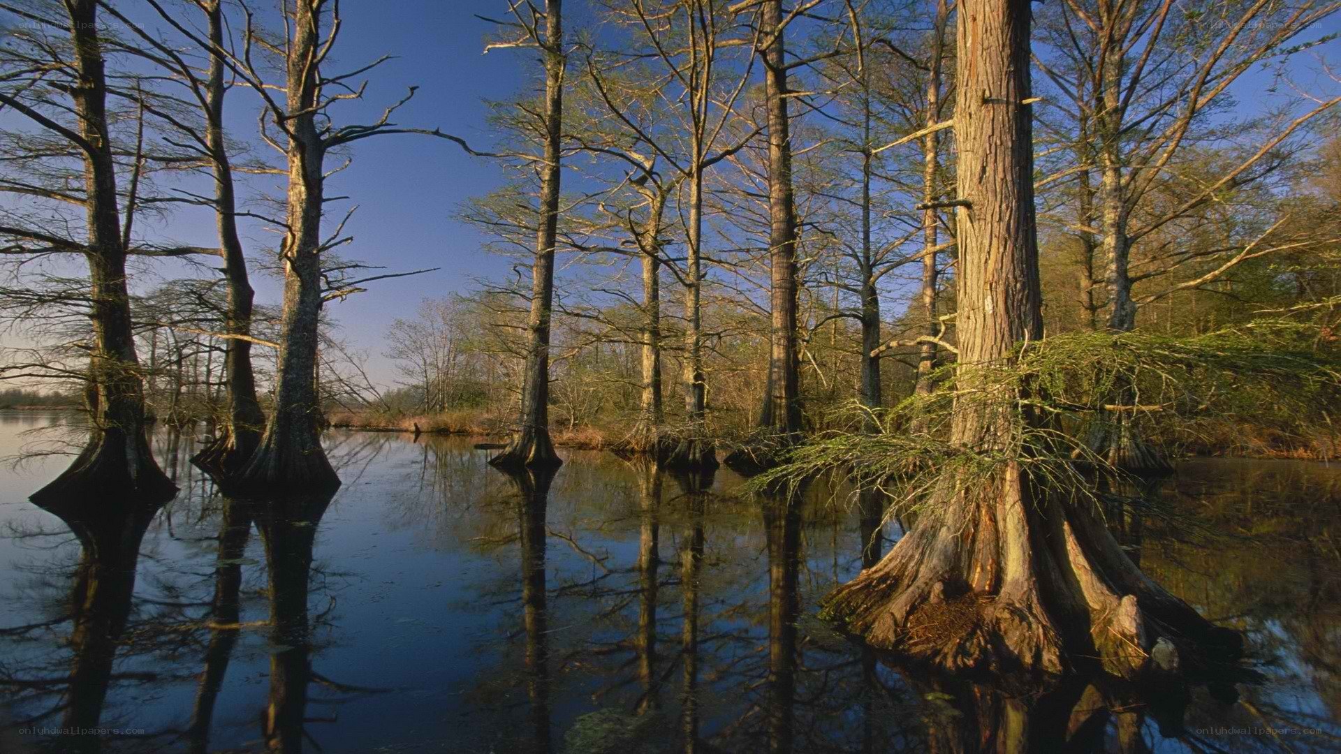 Cypress trees in a swamp