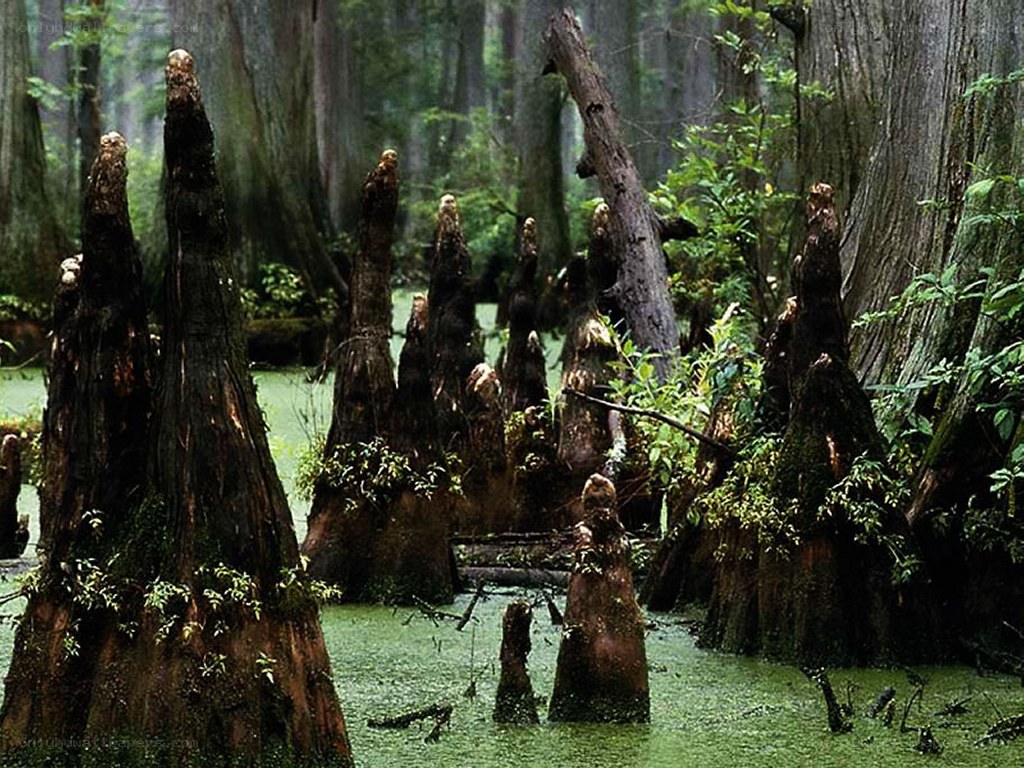 Cypress trees in a swamp