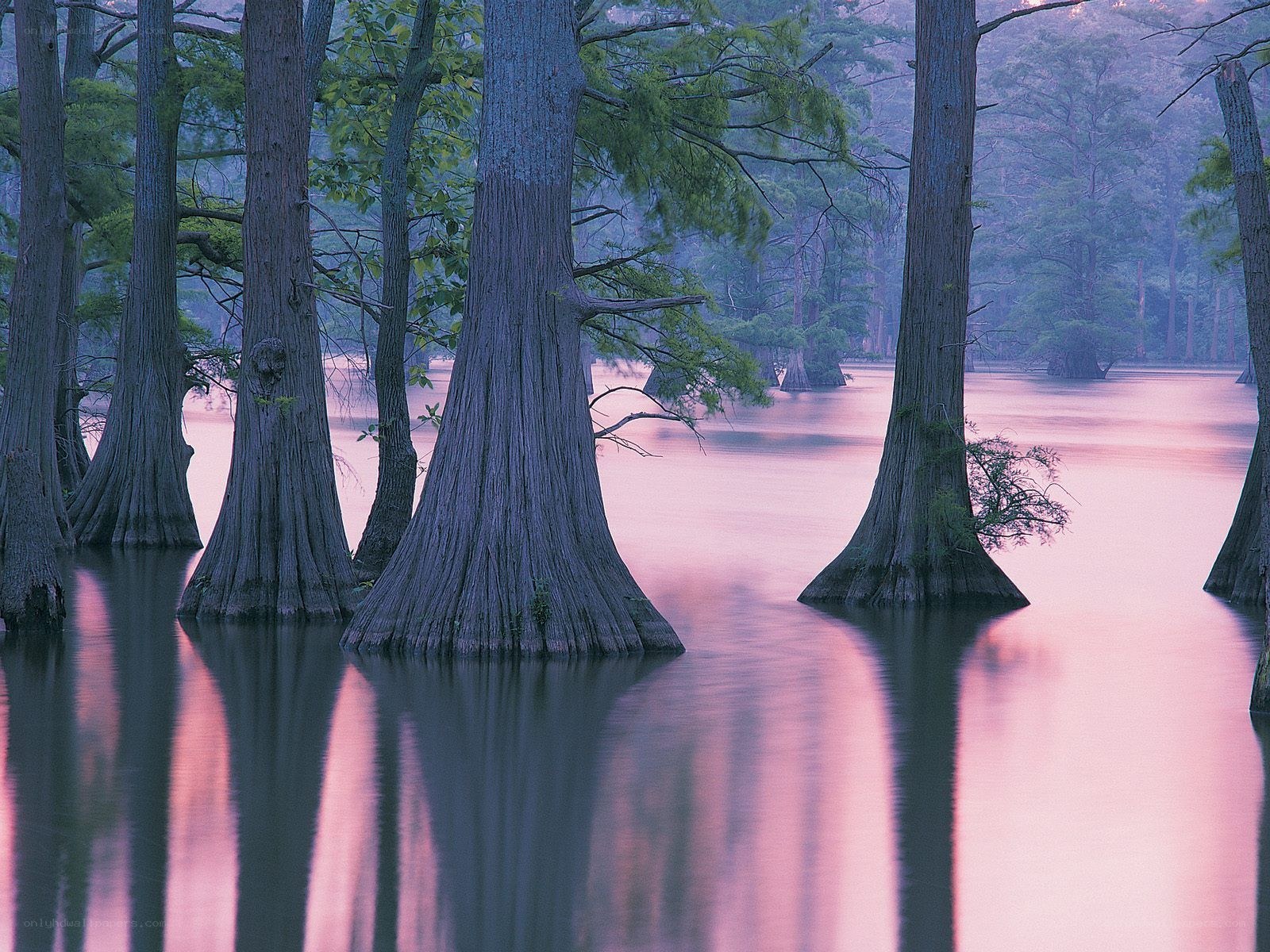 Cypress trees in a swamp