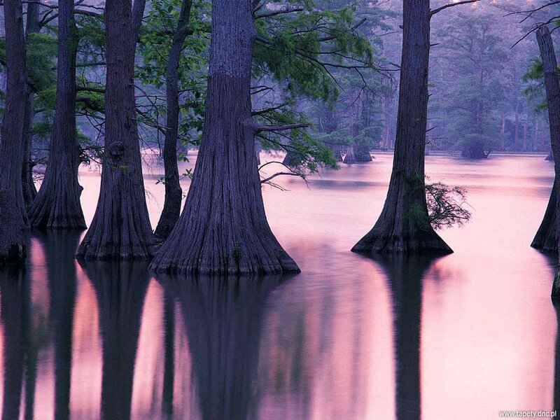 Cypress trees in a swamp at dawn