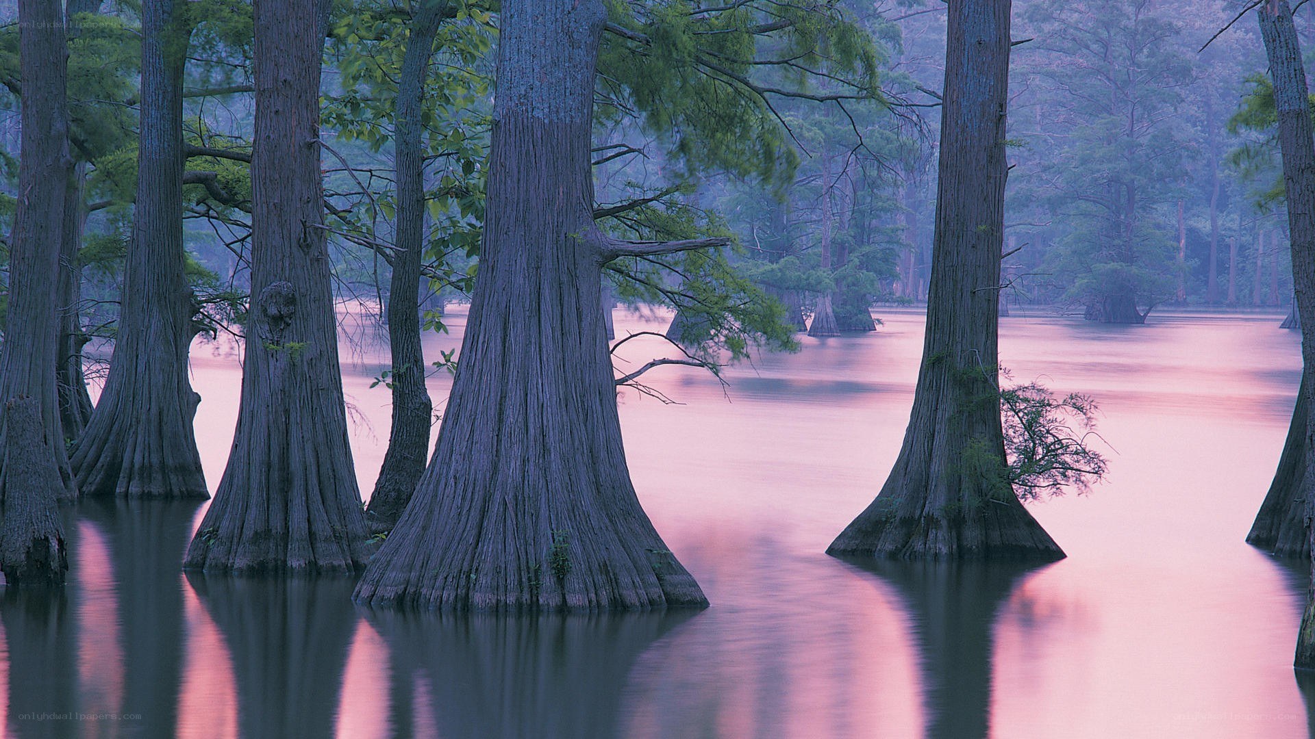 Cypress trees in a swamp at dawn