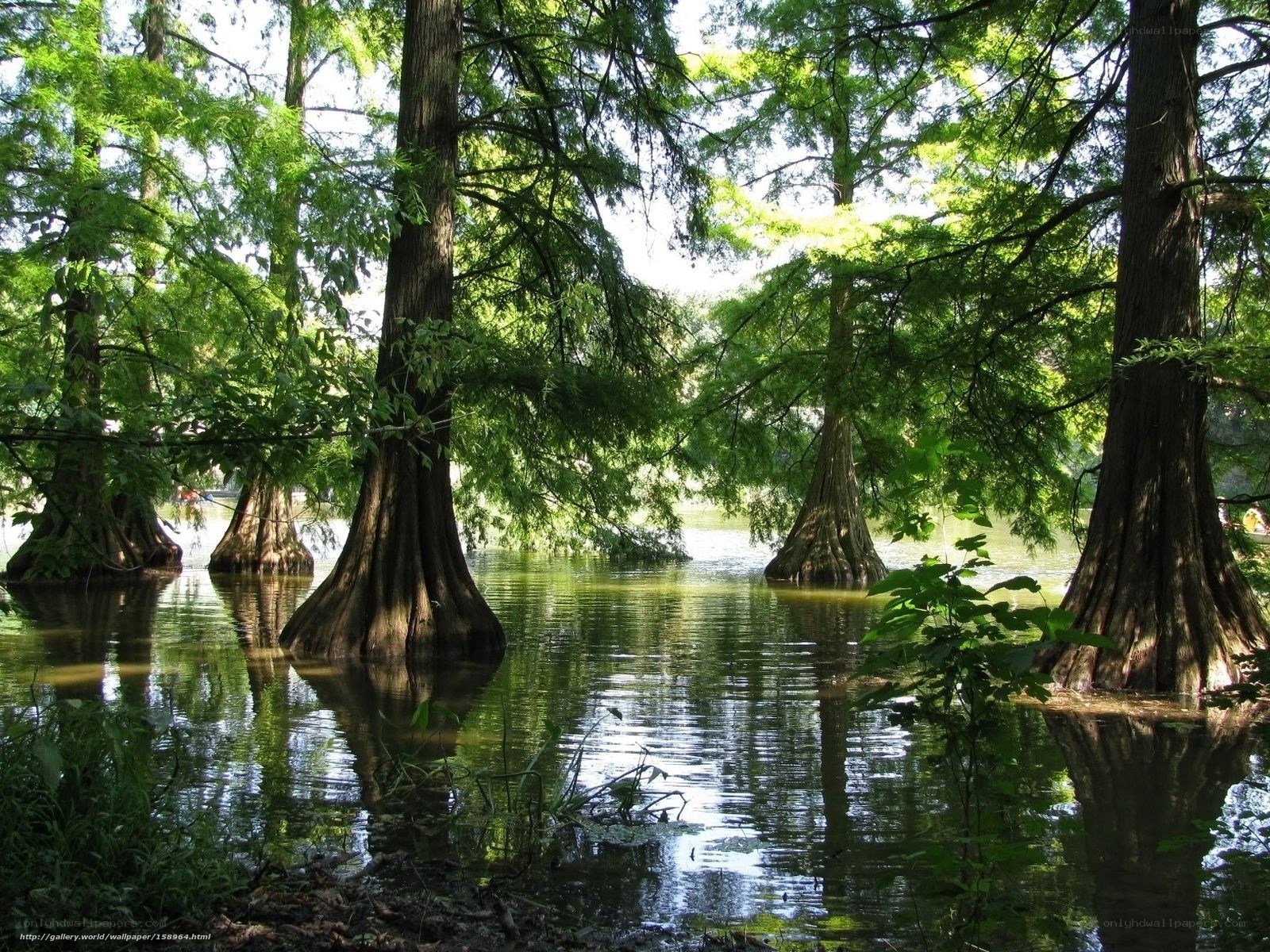Cypress trees in a swamp