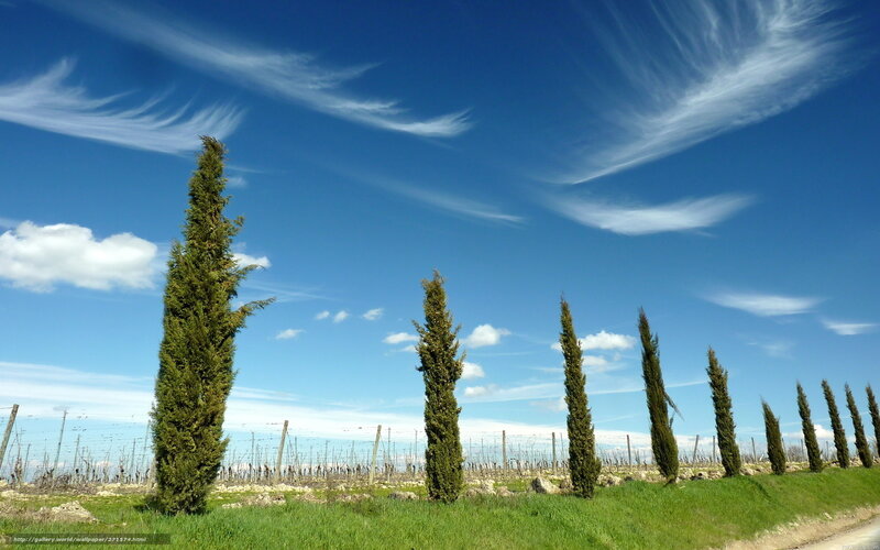 Cypress trees in a vineyard