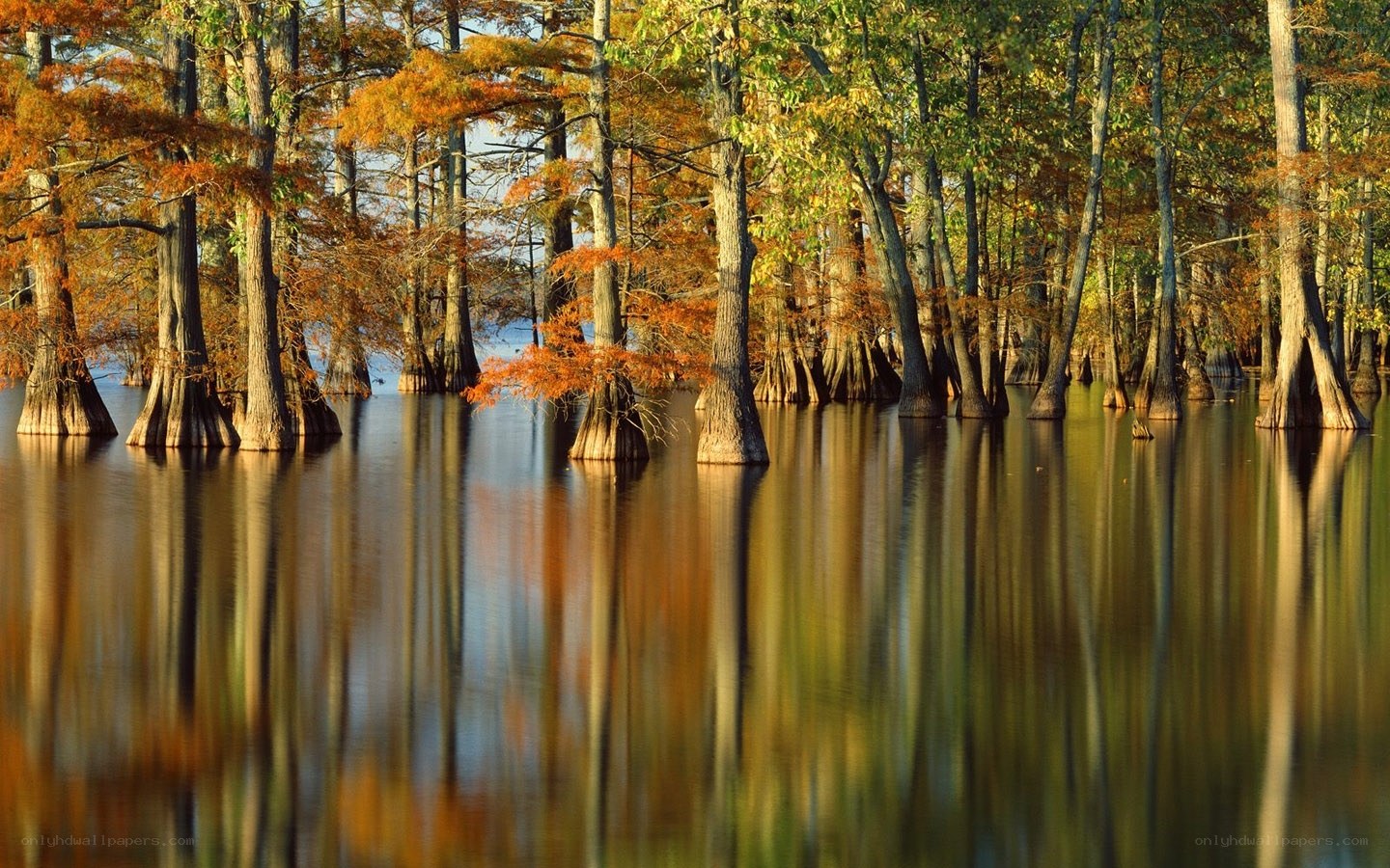 Cypress trees in autumn swamp