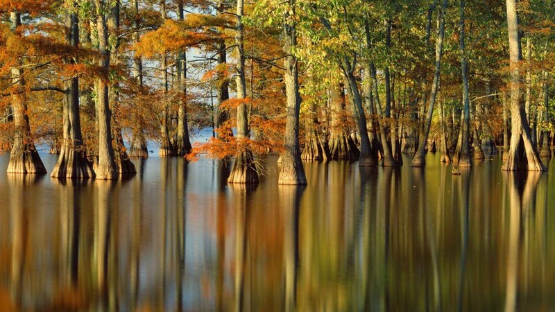 Cypress trees in autumn swamp