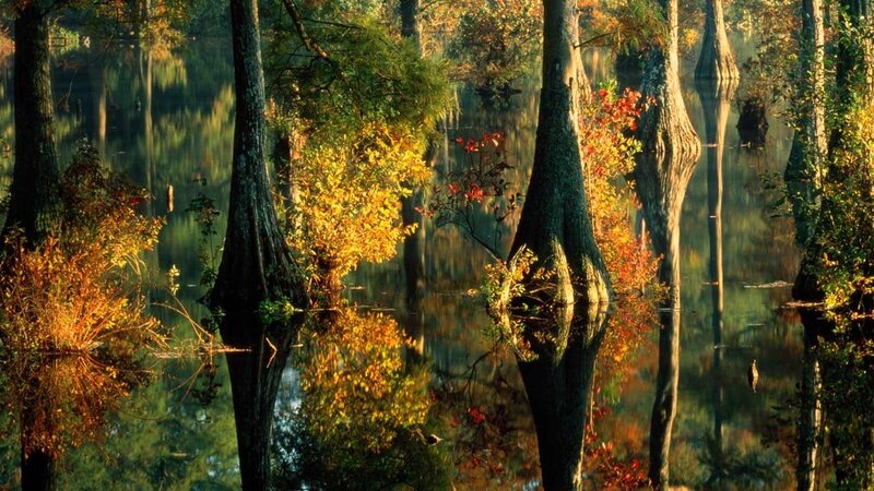 Cypress trees in autumn swamp