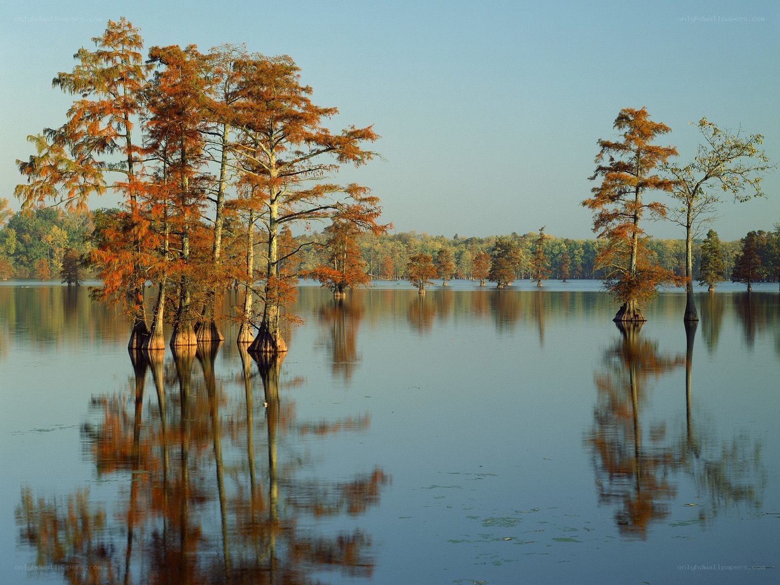 Cypress trees in autumn water