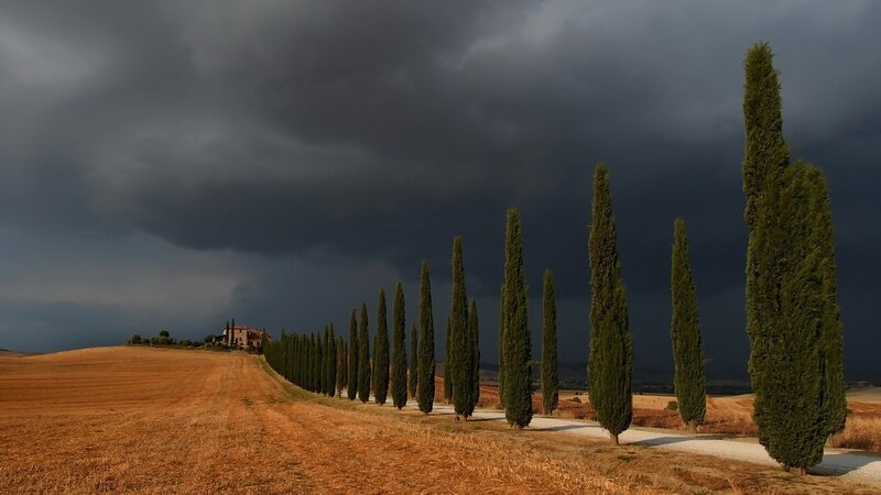 Cypress Trees in Field — Brown, Dramatic