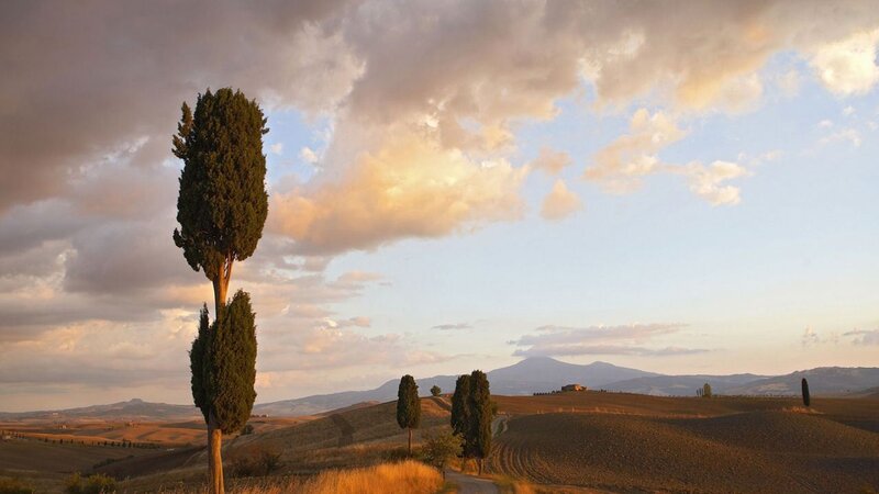 Cypress Trees in Field — Brown