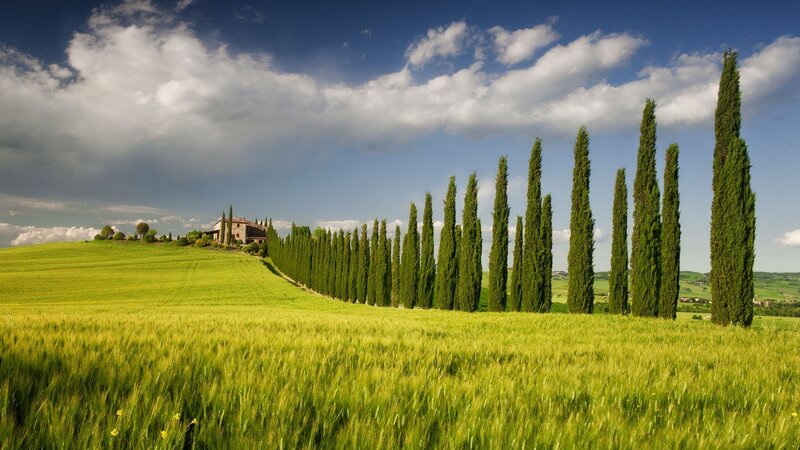 Cypress Trees in Field — Green, Serene, Afternoon