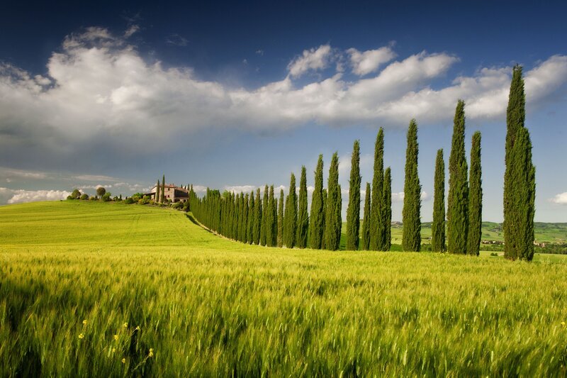 Cypress Trees in Field — Green