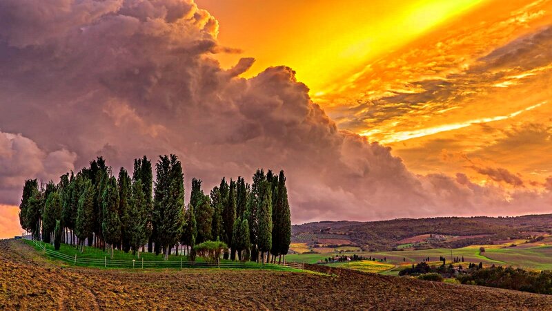 Cypress Trees in Field — Orange