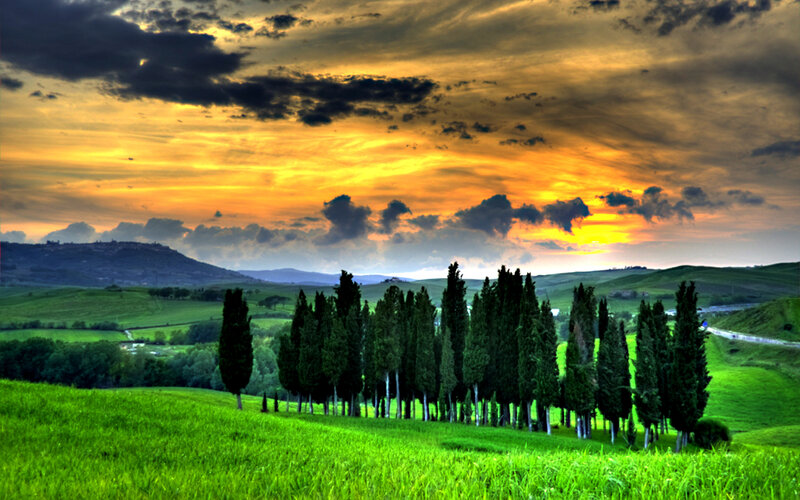 Cypress Trees in Field