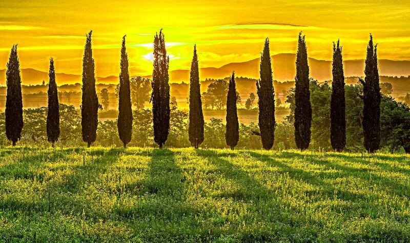 Cypress Trees in Field — Yellow