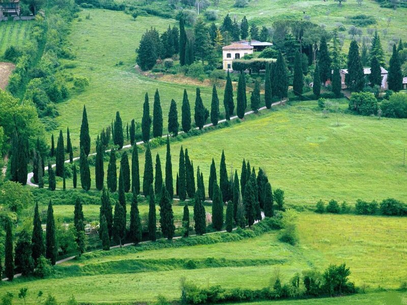 Cypress Trees in Fields