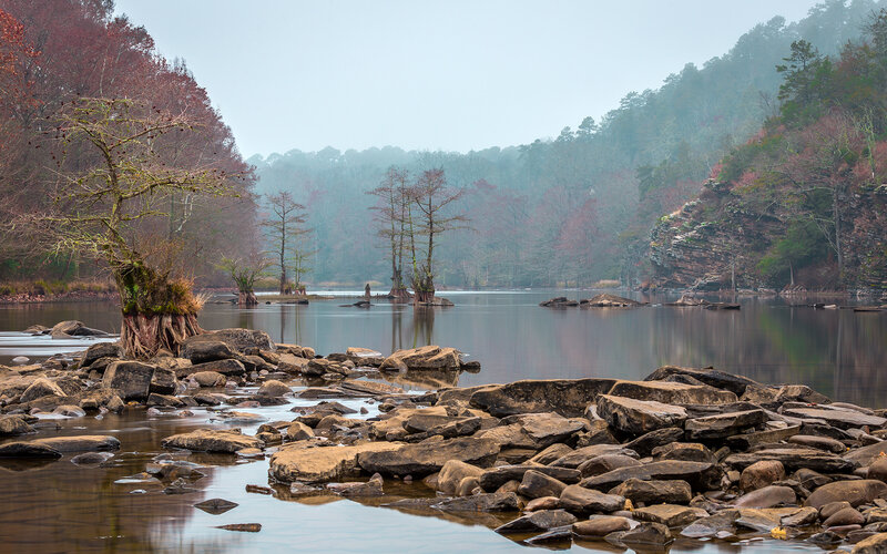 Cypress Trees in River — Brown