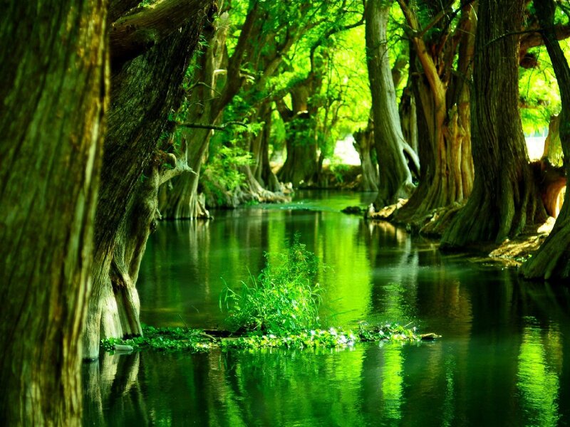 Cypress Trees in River — Green, Serene