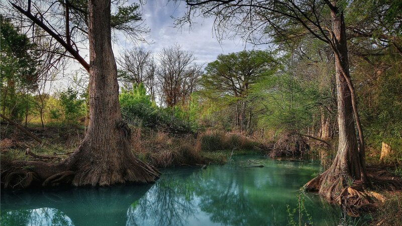 Cypress Trees in River — Green