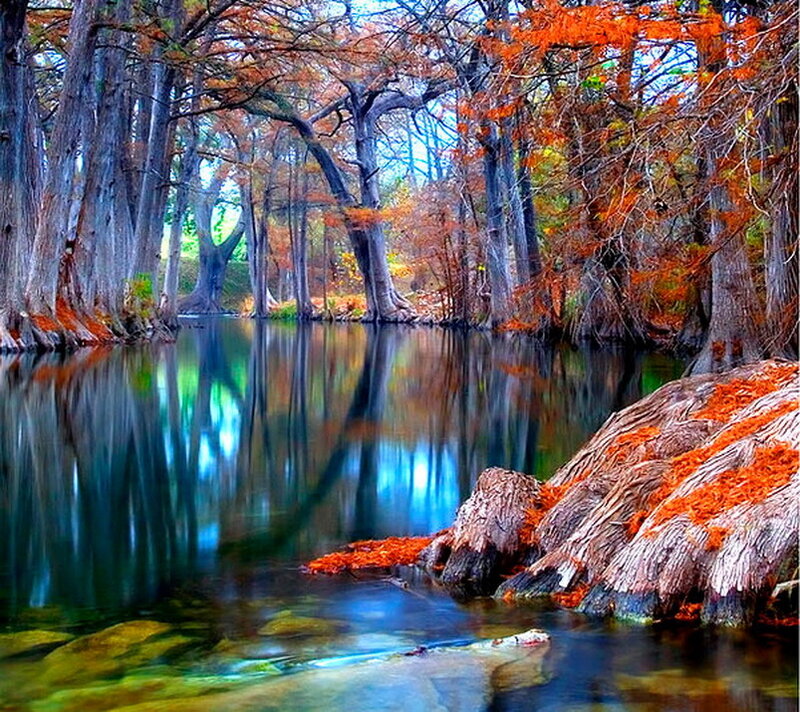 Cypress Trees in River