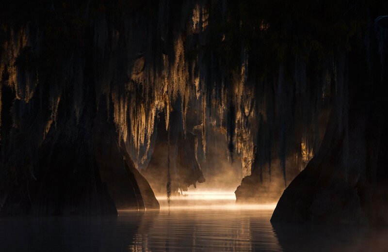 Cypress Trees in Swamp — Black, Dramatic