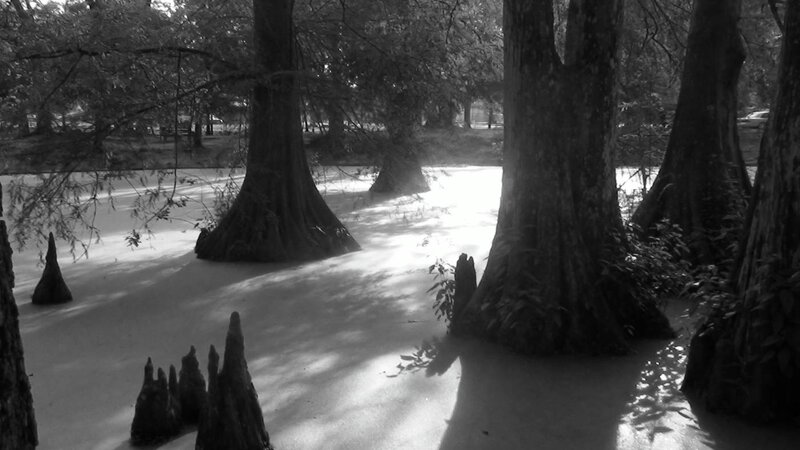 Cypress Trees in Swamp — Black