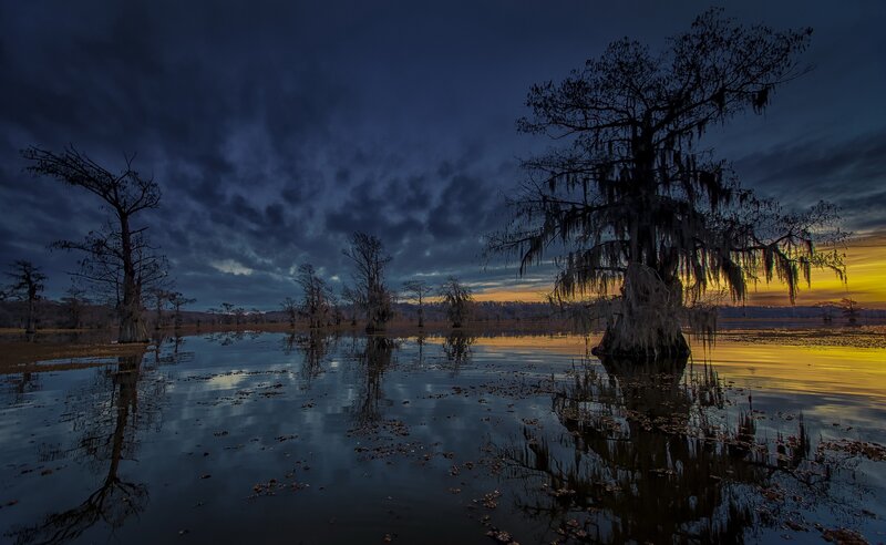 Cypress Trees in Swamp — Blue, Dramatic