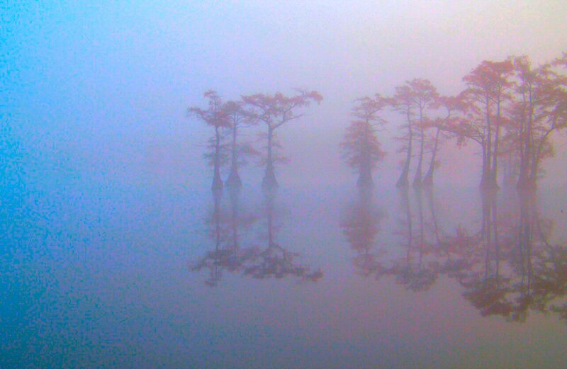 Cypress Trees in Swamp — Blue, Misty, Morning, Photograph