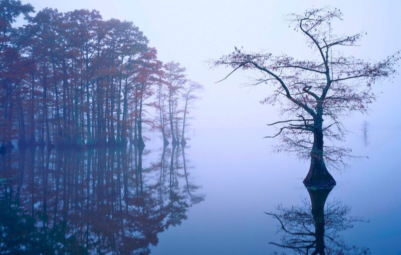 Cypress Trees in Swamp — Blue, Misty, Morning