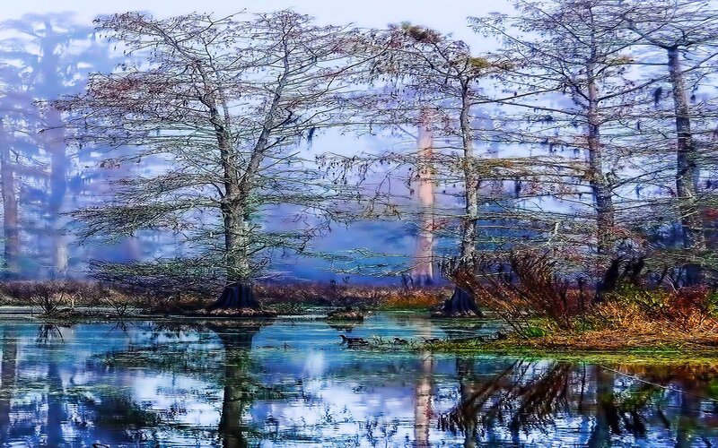 Cypress Trees in Swamp — Blue, Misty