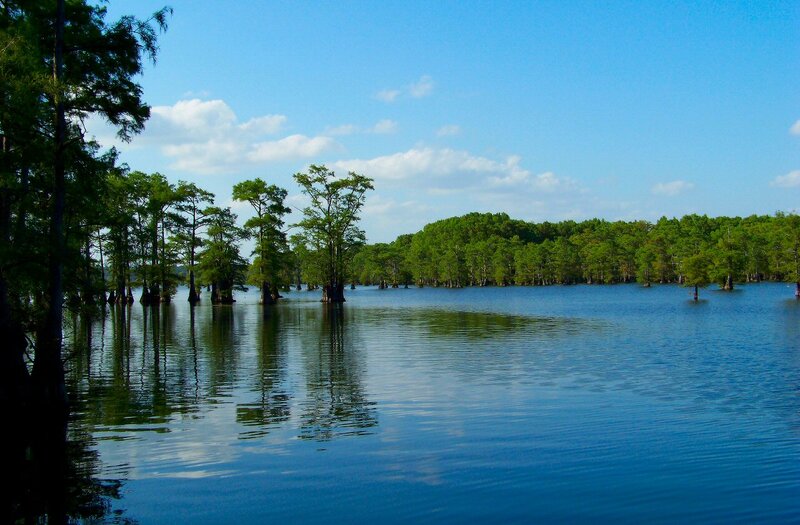 Cypress Trees in Swamp — Blue, Serene, Afternoon