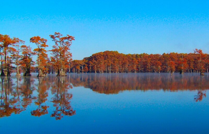 Cypress Trees in Swamp — Blue, Serene, Autumn