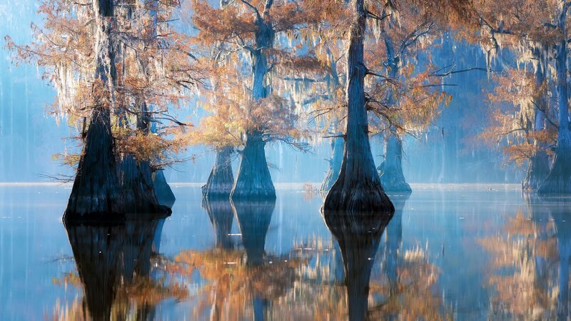 Cypress Trees in Swamp — Blue, Serene, Morning, Photograph