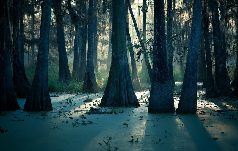 Cypress Trees in Swamp — Blue, Serene, Morning