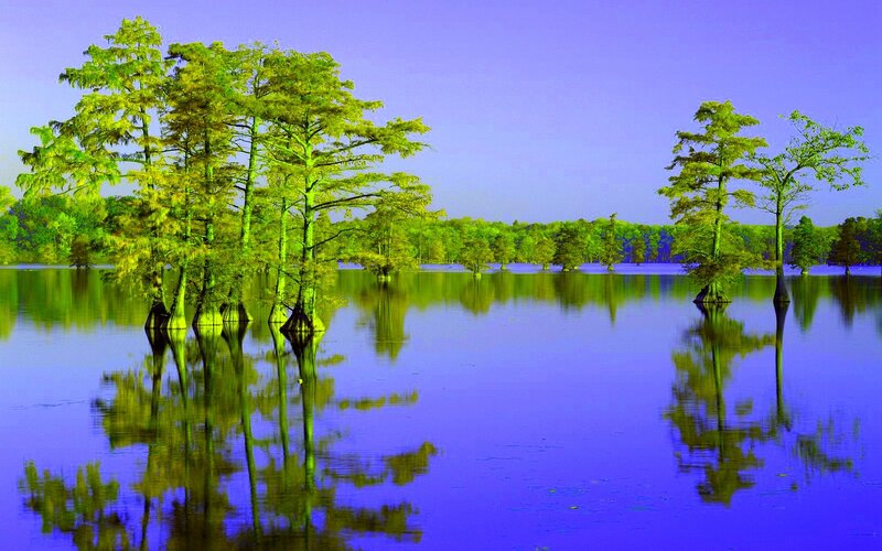 Cypress Trees in Swamp — Blue, Serene