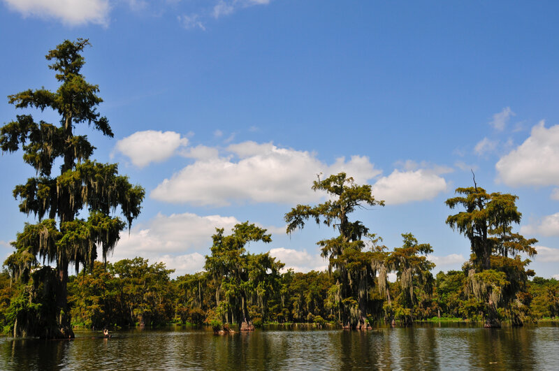 Cypress Trees in Swamp — Blue