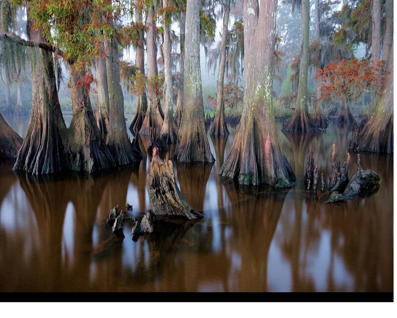 Cypress Trees in Swamp — Brown, Misty