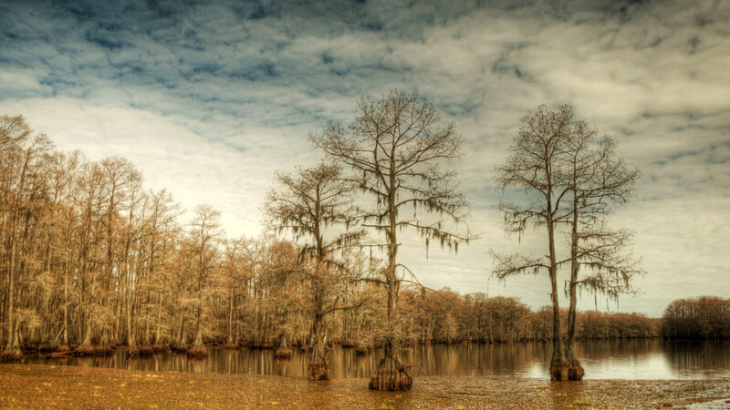 Cypress Trees in Swamp — Brown