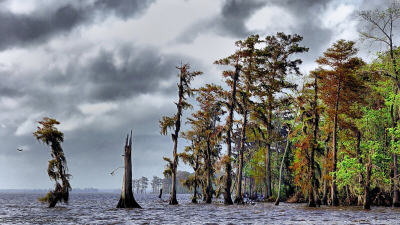 Cypress Trees in Swamp — Gray, Dramatic
