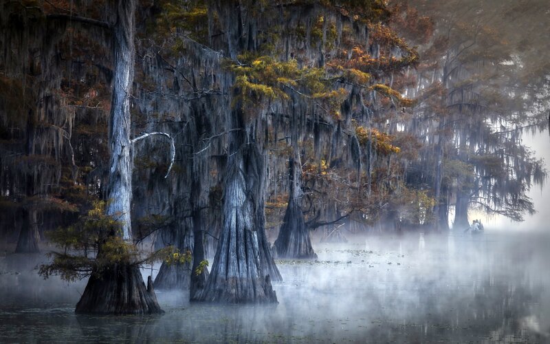 Cypress Trees in Swamp — Gray, Misty