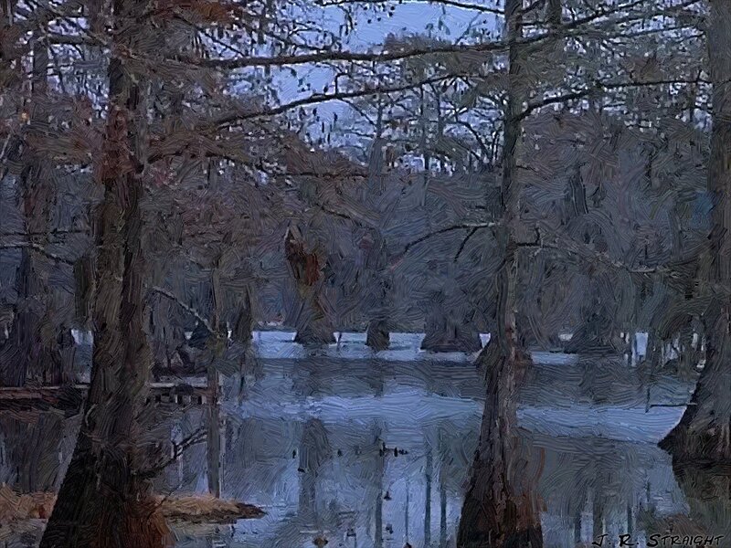 Cypress Trees in Swamp — Gray